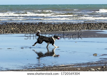 Border collie playing on the beach with a ball