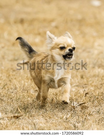 Chihuahua puppy running towards camera