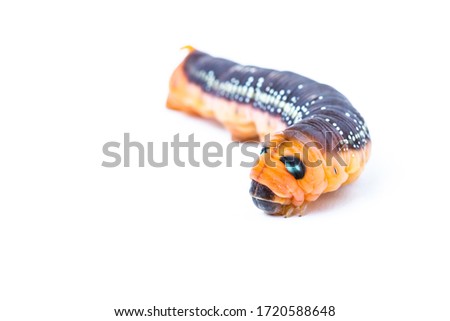 Isolated red worm on white background, Close up of red caterpillars eat green leaves before they pupate and become moths