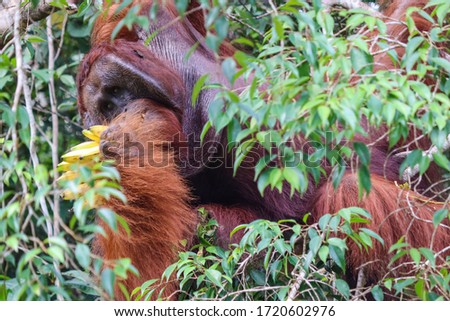 Alpha male orangutan hanging on a tree, solitary powerful adult individual, eating fruits bananas provided by rangers at care centre. Close up picture. Sarawak, Malaysia, Borneo, South east Asia
