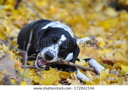 cute dog lying on autumn leaves 