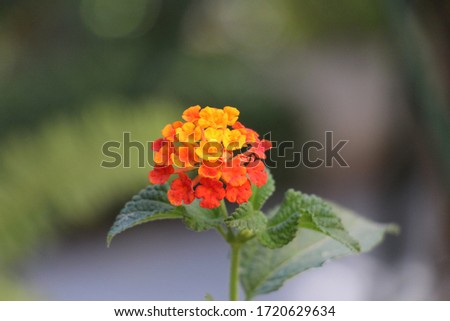 Zoom focus photo of a blooming orange flower in a garden in Israel