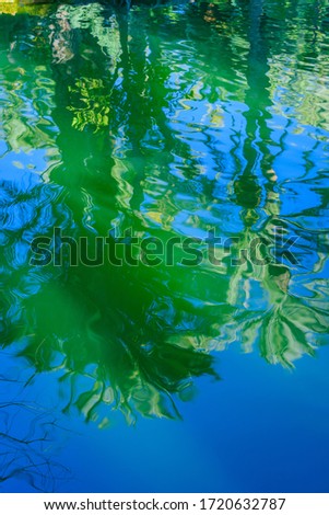 Blurred reflection in the pond of the botanical garden. City of Elche. Alicante province. Spain
