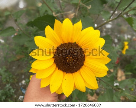 Sunflower beautiful yellow picture in cloudy weather