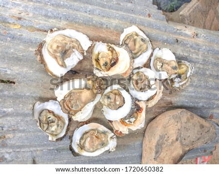 Picture of oysters grilling on zinc Is a delicious food in Thailand Fishing village