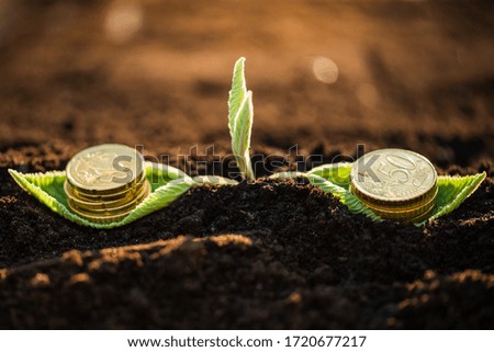 The plant sprouts from black soil with leaves full of euro coins. Business investment in agriculture and saving growth concept. Shallow depth of field.