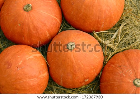 many pumpkin standing on a lawn
