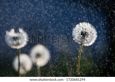 White fluffy dandelions in pouring rain, natural spring background, selective focus.