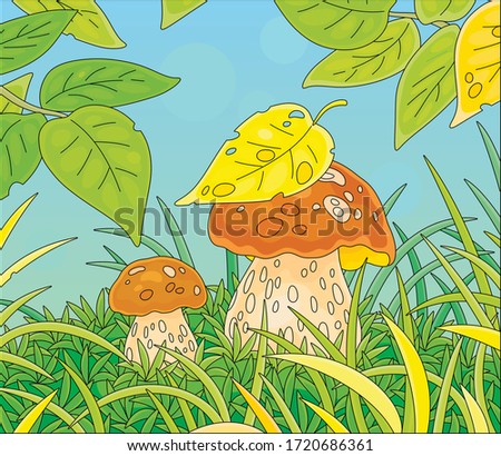 Two thick edible mushrooms hiding under leaves among green grass on a pretty forest glade, vector cartoon illustration