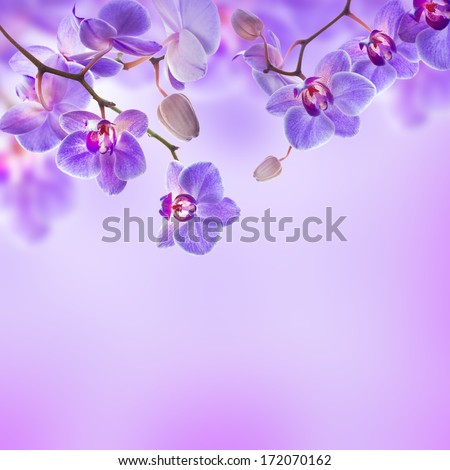 Floral background of tropical orchids Royalty-Free Stock Photo #172070162