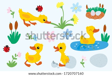 Funny ducklings bathe and rejoice.