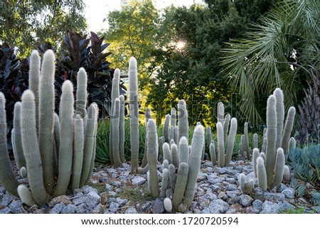 Cactus garden in Royal botanic gardens, Melbourne, Australia