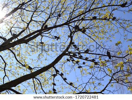 Photo with a tree and many pigeons sitting on branches against a blue sky. View from below, through the branches you can see the rays of the sun.