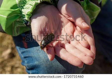 A large black floating beetle on the palm of your hand. The boy holds the beetle in his hand.
