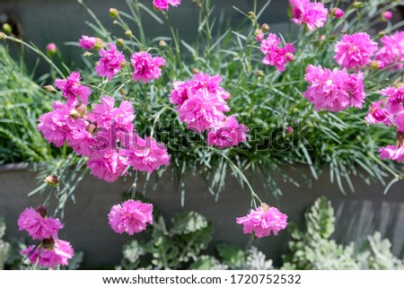Close up of small vivid pink flowers of Dianthus carthusianorum plant, commonly known as Carthusian pink in a British cottage style garden in a sunny summer day, beautiful outdoor floral background
