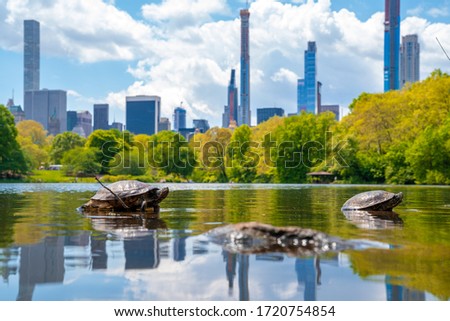 Cute turtles living in a pond in Central park in New York city surrounded with skyscrapers.