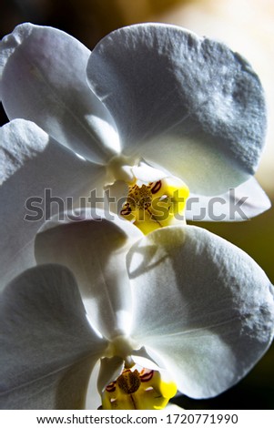 Two white Orchid flowers on a black background. Closely photographed flowers of open Orchid buds with a yellow and lilac center.