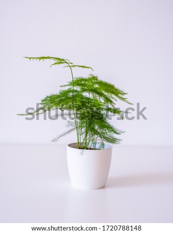 Cute small asparagus fern trending tropical houseplant, perennial evergreen in a white pot on a white background Royalty-Free Stock Photo #1720788148