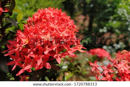 Ixora coccinea (also known as jungle geranium, flame of the woods or jungle flame)
