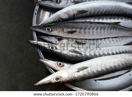 Barracuda or Seapike ( Sphyraenidae ) fish  in a steel tray, Sea fishes in market, Thailand	 Royalty-Free Stock Photo #1720790866