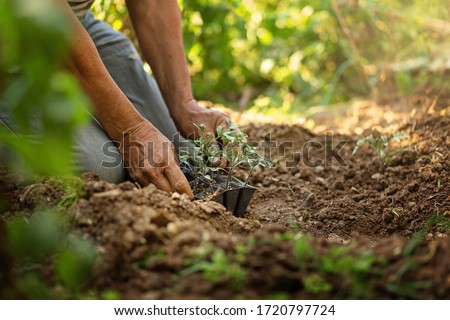 Senior grandfather gardening on the ground kneeling, sunny day. Tomato seedlights in hands. Pots on soil. Concept of gardening. Organic and healthy lifestyle Royalty-Free Stock Photo #1720797724