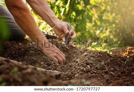 Man farmer planting tomato seedlings in garden outdoors. Strong hands close up. Sunny whether. Organic growing Royalty-Free Stock Photo #1720797727