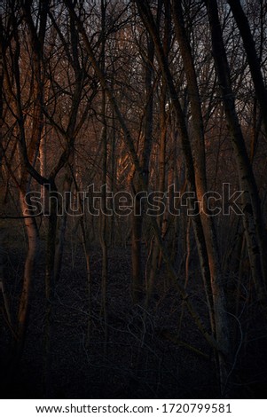 A mysterious forest with trees filled by the red sun light