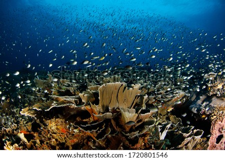 Schooling Fish over Hard Corals in Raja Ampat. West Papua, Indonesia