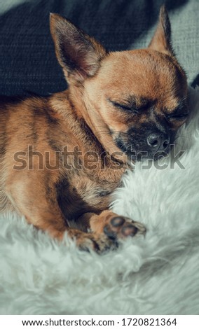 Brown chihuahua lying on a white cushion and enjoying the first rays of sun.