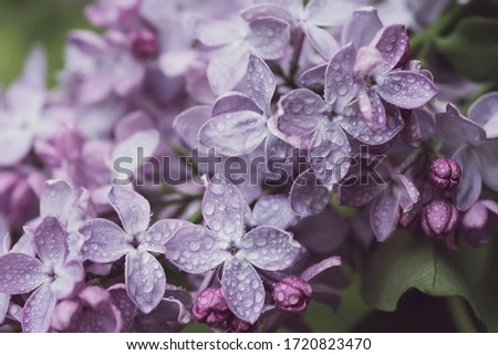 Macro image of spring soft violet lilac flowers, natural seasonal floral background. Can be used as holiday card with copy space.