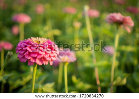 Pink flowers zinnia flower in garden outdoors with blooming on beautiful background