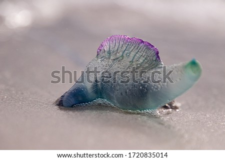 This picture was taken at Cape Agulhas, South Africa. It shows a Blue Bottle Jellyfish (Physalia Utriculus), also known as Portuguese Man o` War that has been just washed ashore.