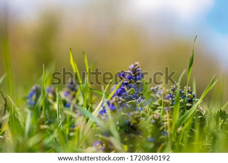 Bush Ajuga reptans with small blue flowers in grass.