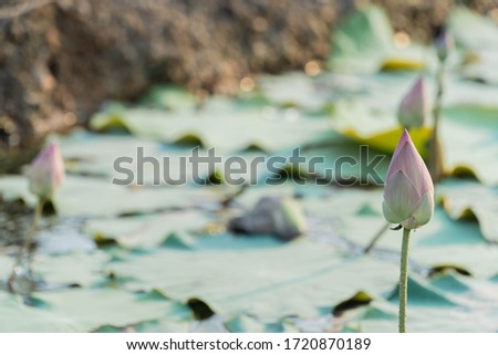 Pink lotus in the pond beautiful
