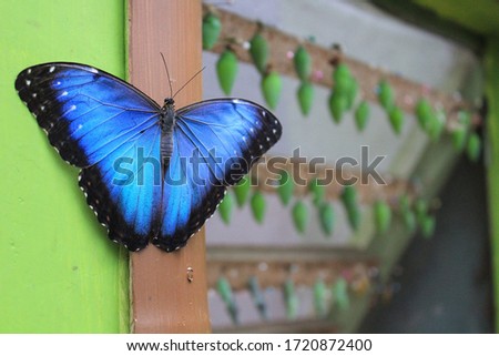 Blue Morpho Peleides Majestic Butterfly with Green Cocoons in the Background