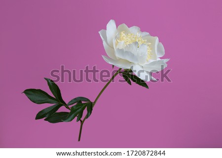Tender white peony flower isolated on a pink background.