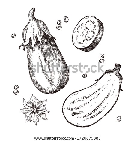 Eggplant hand drawn vector illustration isolated on white