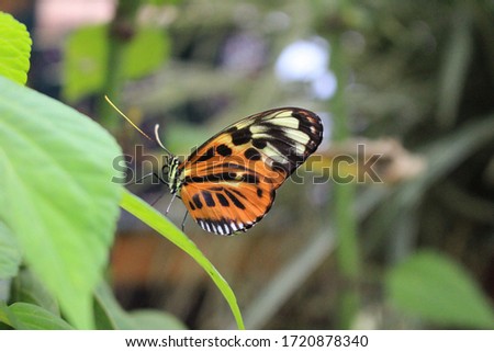 Photo of a Beautiful Danaus Plexippus Orange Butterfly sitting on a Green Blade of Grass