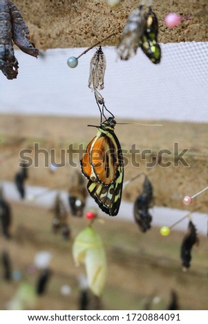 Close Up Photograph of a New Born Danaus Plexippus Orange Butterfly with Cocoons in the Background