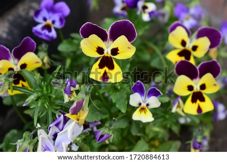 This flower is called Wittrock violet. A very beautiful spotted flower similar to a butterfly, which happens in different colors !!!