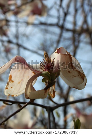 Pink magnolia flower on a branch, magnolia blossom spring tree garden fine art photo