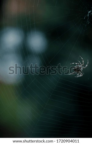 A closeup selective focus shot of a black spider walking on a web