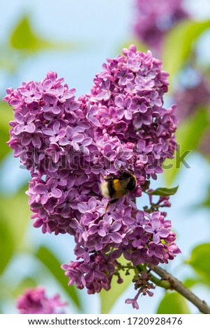 Blossoming lilac tree garden in spring with bumblebee close up, copy space for text or design work.