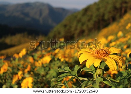 Closeup of Mexican sunflower blooming in mountain yellow, Beautiful Lotus fields Doi Mae U-kho, Khun Yuam Mae Hong Son thailand.

