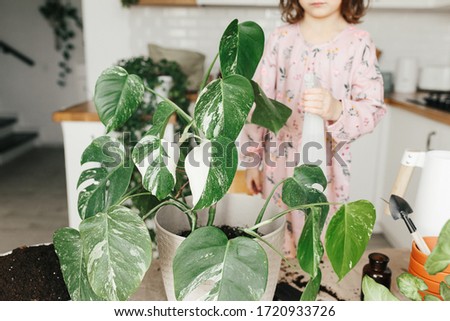 Adorable 5 year child girl spray with water a monstera houseplant at home.