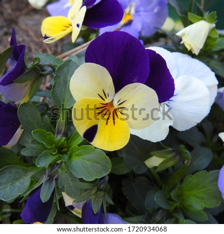 flowers pansies in a flower bed in spring