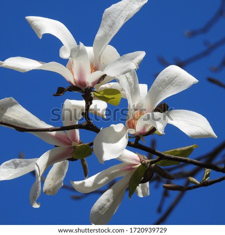 spring flowers blooming Magnolia Sunny day