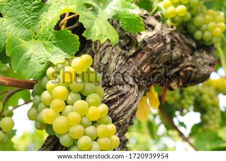 Close Up Photo of a Vine Stock with Green Jucy Grapes and Vine Leaves at a Vine Yard