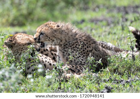 Young Cheetah wants some attention from his sleepy mother, Ndutu, Tanzania  