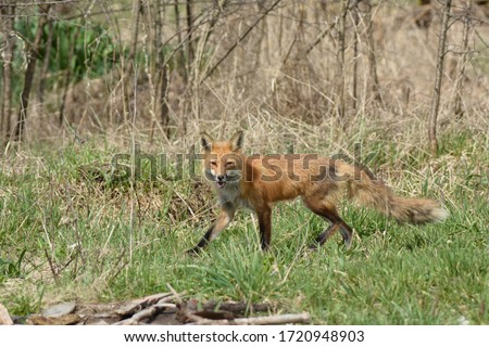 Red Fox in agricultural field